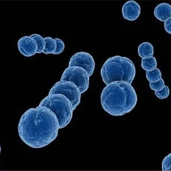streptococcus group b antigen detection test